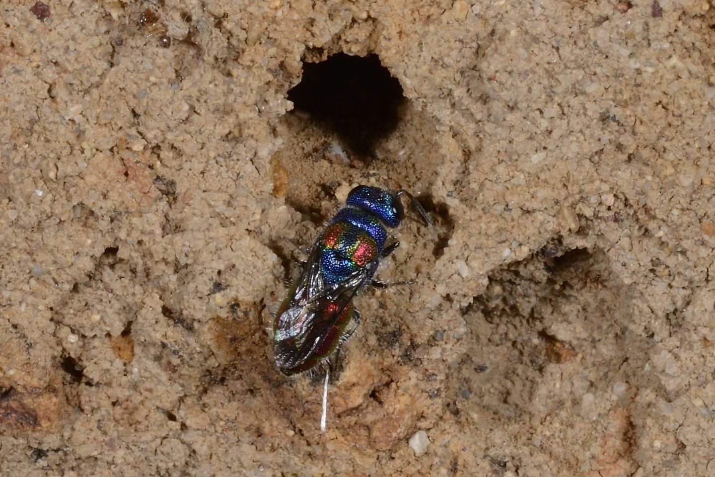 Chrysididae da id.: Chrysis grohmanni